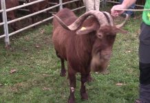 Entrevista a José Manuel Vallina, criador de cabra bermeya