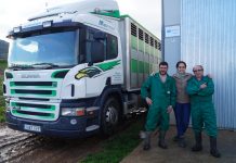 Ganadería Costales y Sopeña apuesta por el cebo de ‘xatos culones’