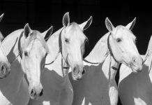 ANCCE presenta el primer tutorial de morfología del caballo de Pura Raza Española