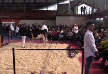 H. Tobias Gold Chip AM Galinda, la ‘reina’ de la Subasta AM de Vegadeo