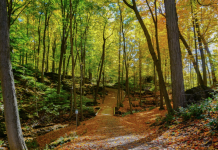 El Ministerio de Agricultura, Pesca y Alimentación publica el Inventario de Daños Forestales 2018