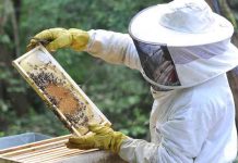 Los apicultores lanzan un grito de auxilio: las importaciones a bajo precio siguen bloqueando la venta de miel española
