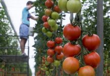 UPA tilda de “absurda” la norma que obliga a los trabajadores agrícolas a pasar revisiones médicas con cada contratación