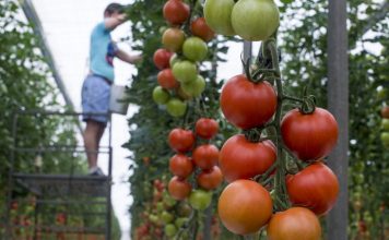 UPA tilda de “absurda” la norma que obliga a los trabajadores agrícolas a pasar revisiones médicas con cada contratación