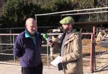 Entrevista a Manuel Álvarez, de la Ganadería Baldomero, en El Prado (Tineo)