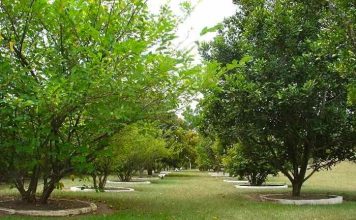 Desarrollo Rural destina este año 160.000 euros a ayudas para combatir la vecería de los manzanos de sidra