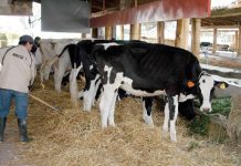 UPA denuncia que España perdió más de 800 ganaderías lácteas en 2018