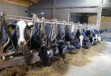 La cornisa cantábrica aboga por una Política Agrícola Común que apoye su orientación ganadera y el pequeño tamaño de sus explotaciones