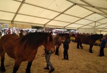 La Feria del Caballo Belmonte de Miranda espera la participación de 200 animales
