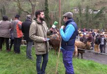 Entrevista a Rubén Fernández, presidente de la IGP Ternera Asturiana