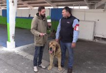 Entrevista a Tino Rodríguez, criador de mastines La Caleya (Otur)