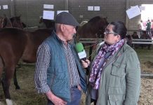 Entrevista a Ricardo Suárez, criador de caballos de Mieres