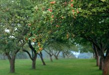 El Principado apoya con 149.276 euros a 80 productores para combatir la vecería de los manzanos en 239 hectáreas