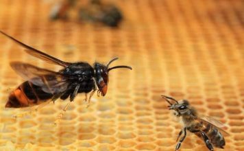 Responsables de UPA y UCA piden al Ministerio un plan de acción para controlar las especies que amenazan las explotaciones apícolas