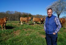 El XXXII Concurso Subasta Nacional de la Raza Asturiana de los Valles, lleno de novedades