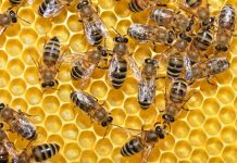 Los agricultores cobijan poblaciones de insectos polinizadores con la ayuda de UPA