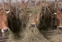 Pablo Pato, ganadero y patinador