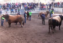 XXXII Concurso Subasta Nacional de Asturiana de los Valles