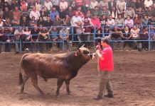 La subasta de Reto Rosendo, el semental mas caro del Nacional de Cangas del Narcea