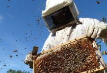 Los bajos precios y el cambio climático, principales amenazas de la apicultura en España