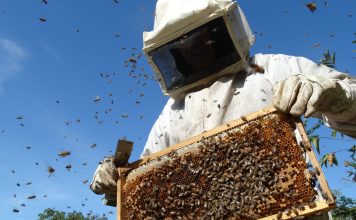 Los bajos precios y el cambio climático, principales amenazas de la apicultura en España