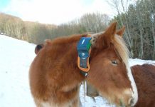 El Principado convoca ayudas para la adquisición de dispositivos de localización y monitorización del ganado