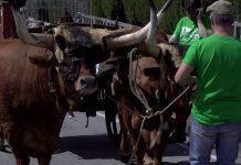 Preparativos del Desfile de animales de la Feria de San Isidro (Llanera)