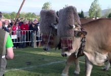 Exhibición de arrastre de bueyes en la Feria de San Isidro de Llanera (primera parte)