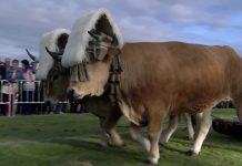 Exhibición de arrastre de bueyes en la Feria de San Isidro (segunda parte)