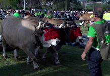Exhibición de arrastre de bueyes en la Feria de San Isidro (tercera parte)