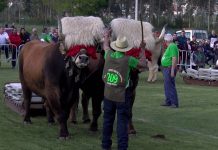 Exhibición de arrastre de bueyes en la Feria de San Isidro de Llanera (última parte)