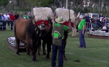 Exhibición de arrastre de bueyes en la Feria de San Isidro de Llanera (última parte)