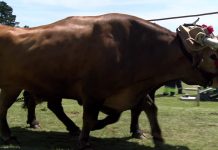 Cuartos de final del Concurso de Arrastre (primero)