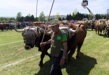Cuartos de final del Concurso de Arrastre (previo)