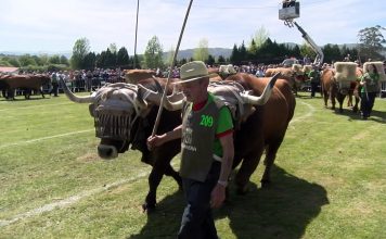 Cuartos de final del Concurso de Arrastre (previo)