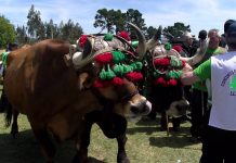 Semifinal del Concurso de Arrastre de Bueyes de la Feria de San Isidro, de Llanera