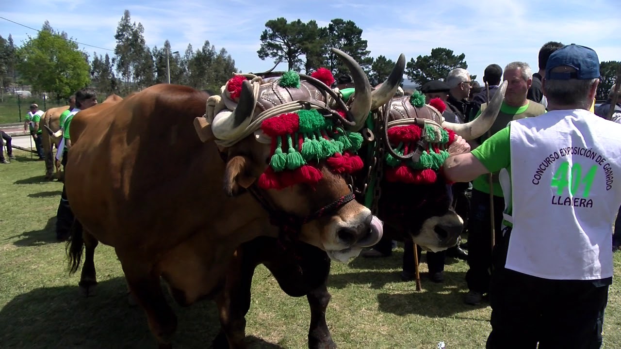Semifinal del Concurso de Arrastre de