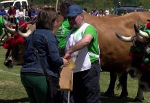 Entrega de premios del Concurso de Arrastre de Bueyes de San Isidro