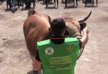 Subasta de ‘Ovano’, el semental más caro del XXXII Nacional de la Raza Asturiana de la Montaña