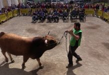 Subasta del semental ‘Benur’, en el XXXII Nacional de la Raza Asturiana de la Montaña