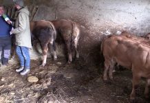Entrevista a Pepín y Mari Carmen, ganaderos de Malleza (Salas)