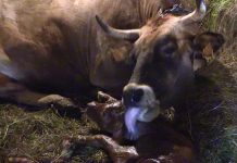 Un recién llegado a la ganadería de Pepín y Mari Carmen