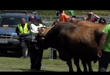 Gran final del Concurso de Arrastre de Bueyes de la Feria de San Isidro de Llanera