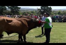 Cuartos de final del Concurso de Arrastre (segundo)