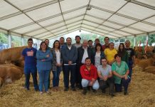 Las ganaderas triunfan en el II Concurso Local de Ganado de Pravia