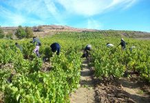 UPA: “Pasemos de víctimas a protagonistas de la lucha contra el cambio climático”