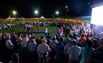 La II Subasta Élite de Ganado de Llanera será el sábado 10 de agosto