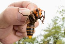 Medio Ambiente mejora el plan de actuación para la detección y control del avispón asiático