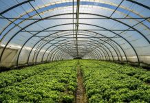 COAG alerta sobre el imparable aumento de las “importaciones de plagas” de terceros países y el deficiente control en frontera