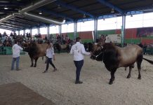 Concurso Regional de Asturiana de los Valles en la Feria de San Antonio en Gijón